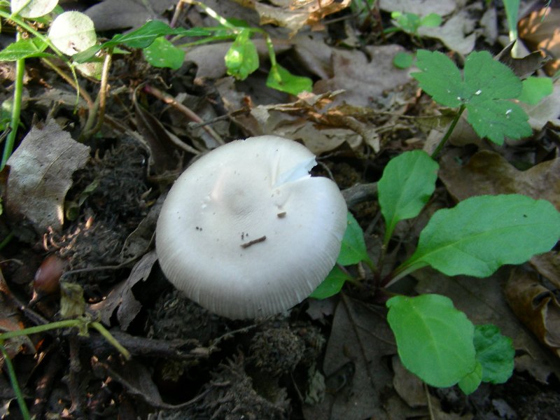 1) Fotografati  il 16.06.2012.sotto Quercia